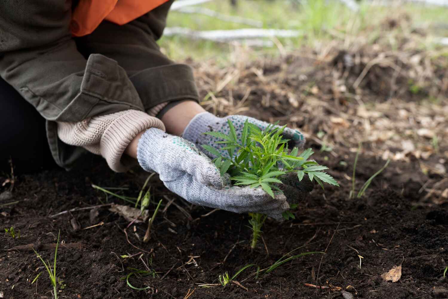 Best Residential Tree Removal  in Winter Haven, FL